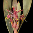 Imagem de Isopogon pruinosus Hislop & Rye