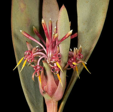 Imagem de Isopogon pruinosus Hislop & Rye