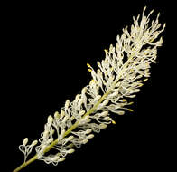 Image of Grevillea biformis Meissn.