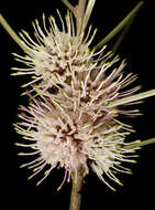 Image de Hakea scoparia Meissner