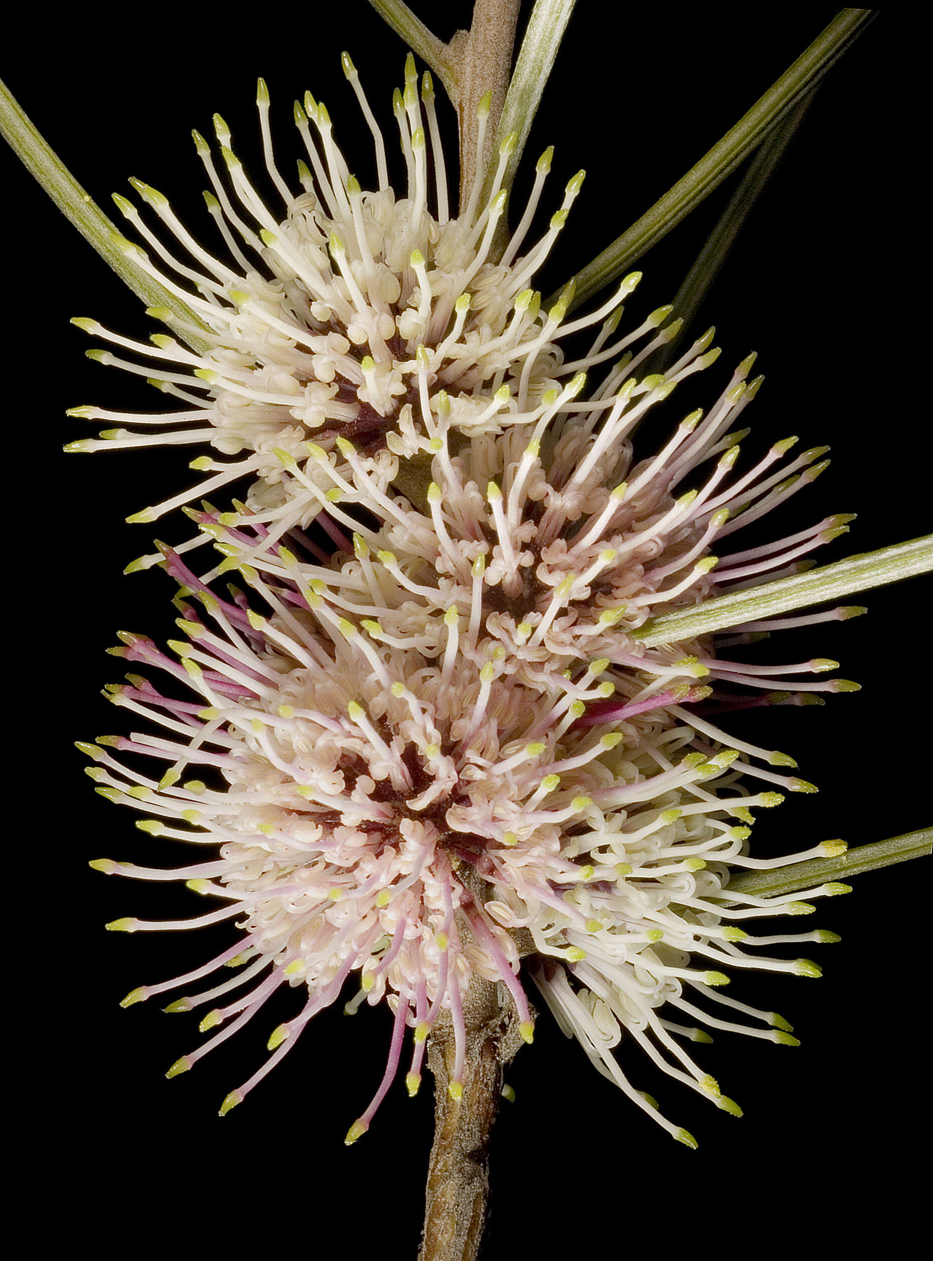 Image de Hakea scoparia Meissner