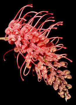 Image de Grevillea bipinnatifida R. Br.