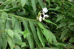 Imagem de Hedychium coronarium J. Koenig