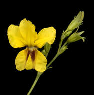 Image of Velleia macrophylla (Lindley) Benth.
