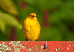 Image of Saffron Finch