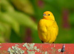 Image of Saffron Finch