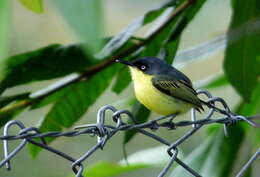 Todirostrum cinereum (Linnaeus 1766) resmi