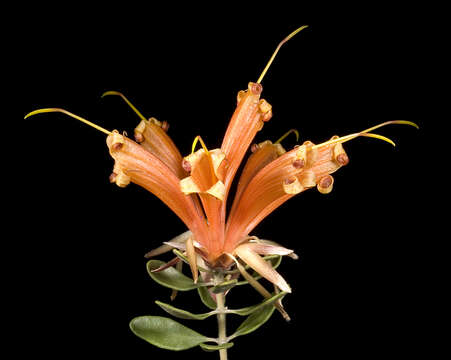 Image of Lambertia inermis R. Br.