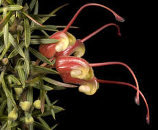 Image of Grevillea tripartita Meissn.