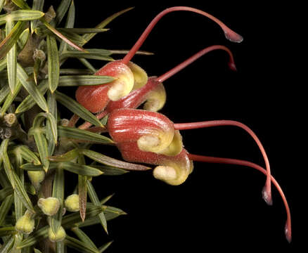 Image of Grevillea tripartita Meissn.