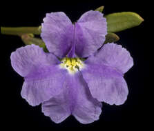 Image of Dampiera linearis R. Br.