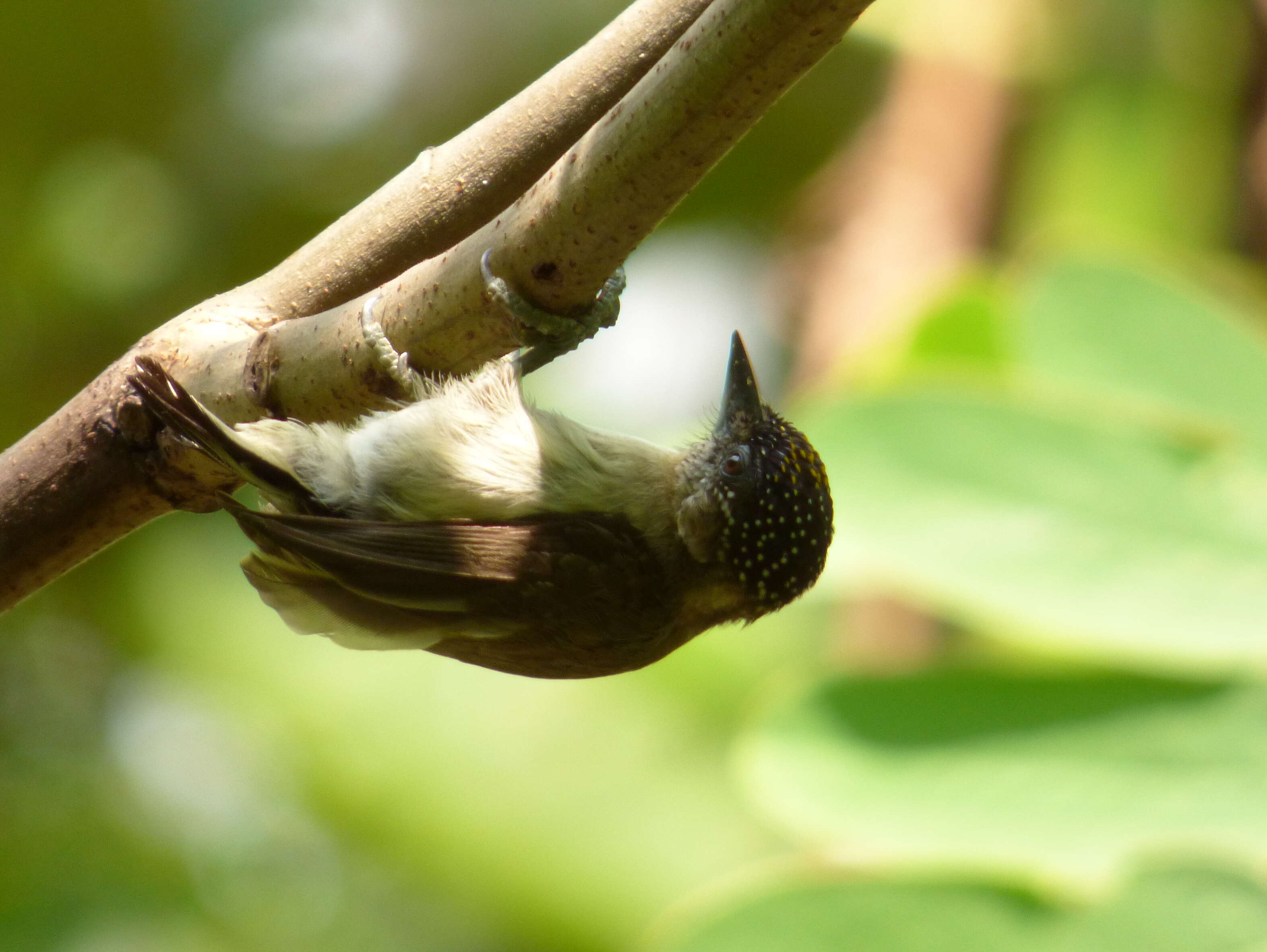 Image of Grayish Piculet