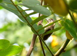 Image of Grayish Piculet