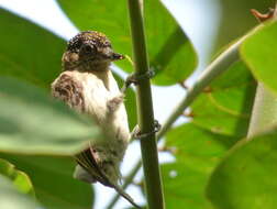 Image of Grayish Piculet