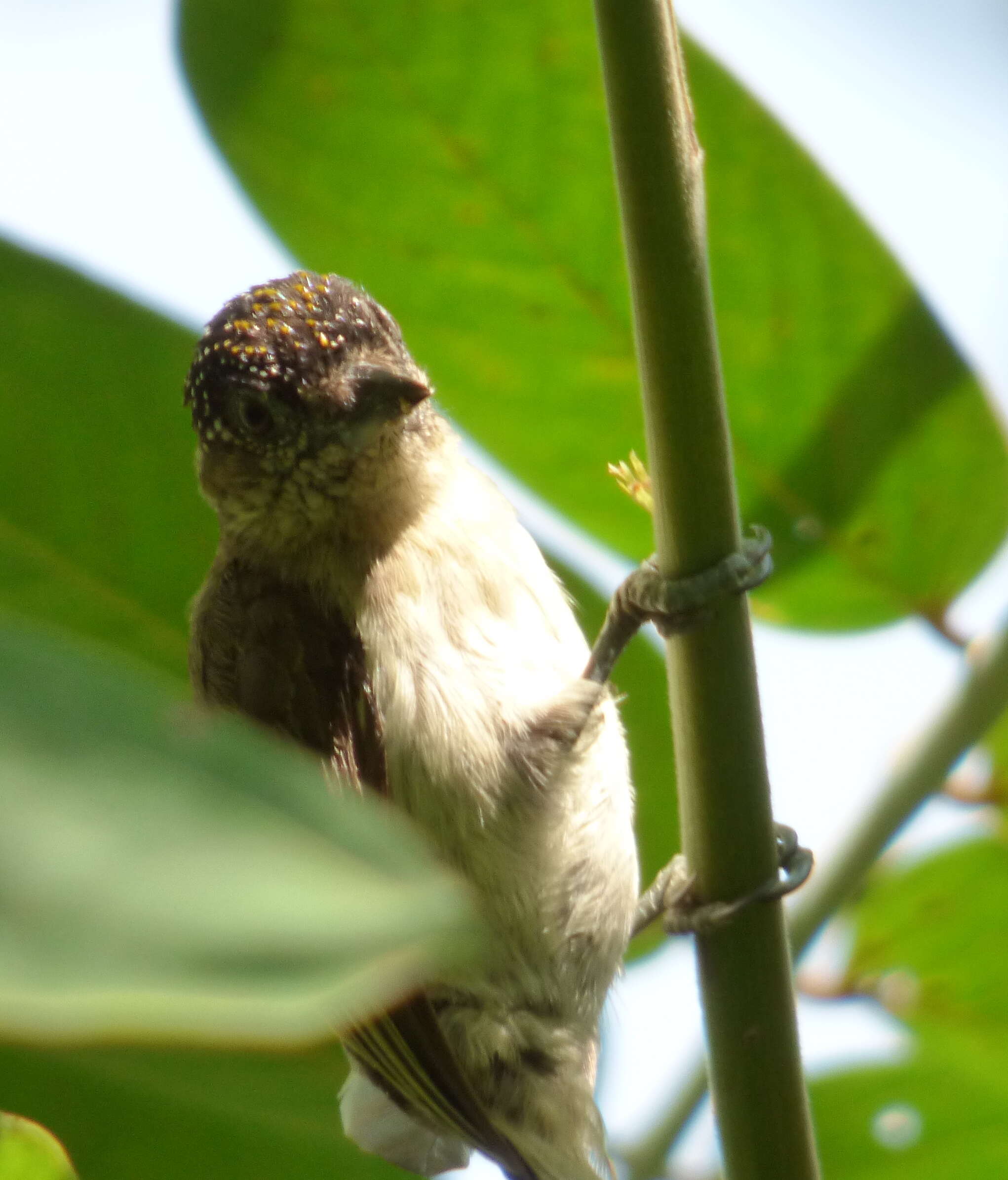 Image of Grayish Piculet