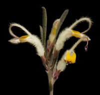 Image of Adenanthos detmoldii F. Müll.