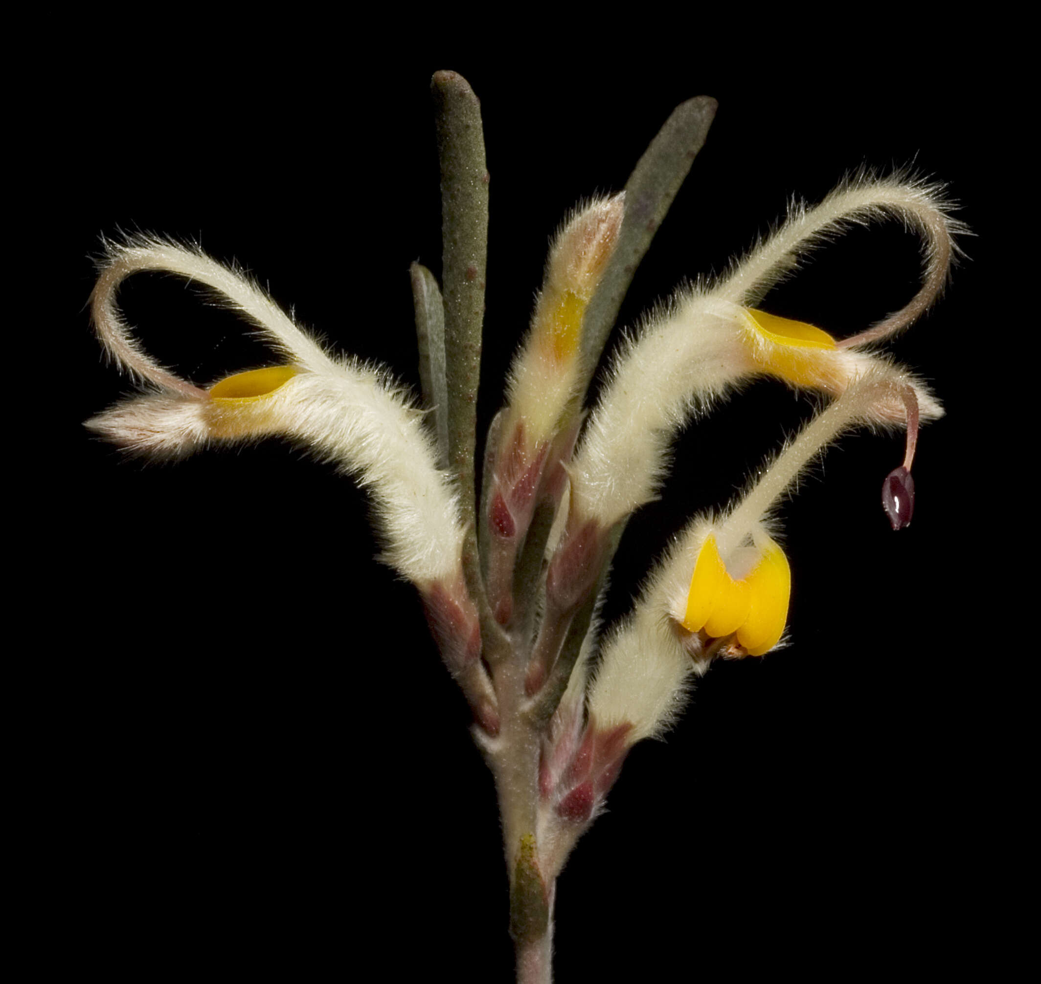 Image of Adenanthos detmoldii F. Müll.