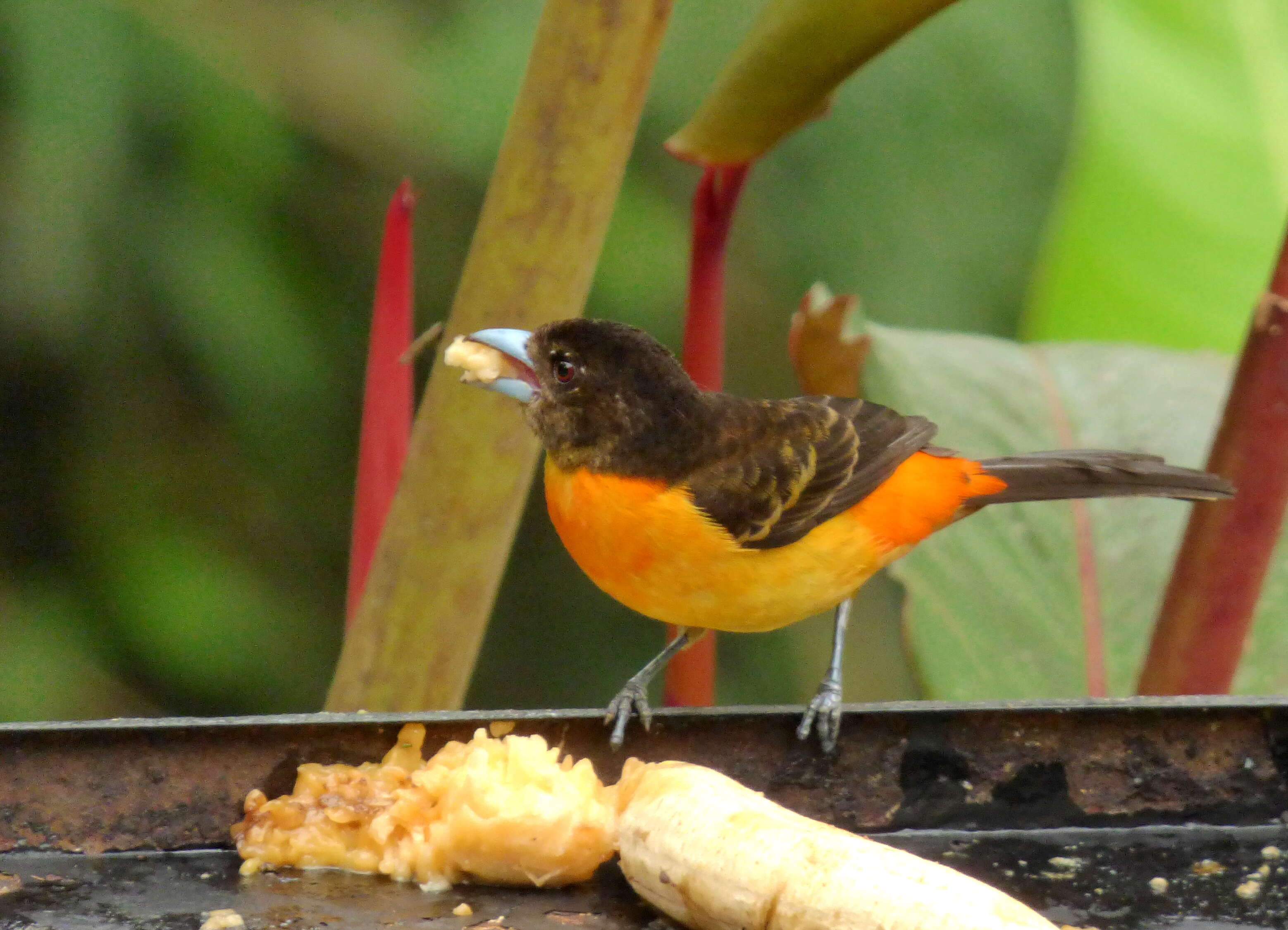 Image of Flame-rumped Tanager