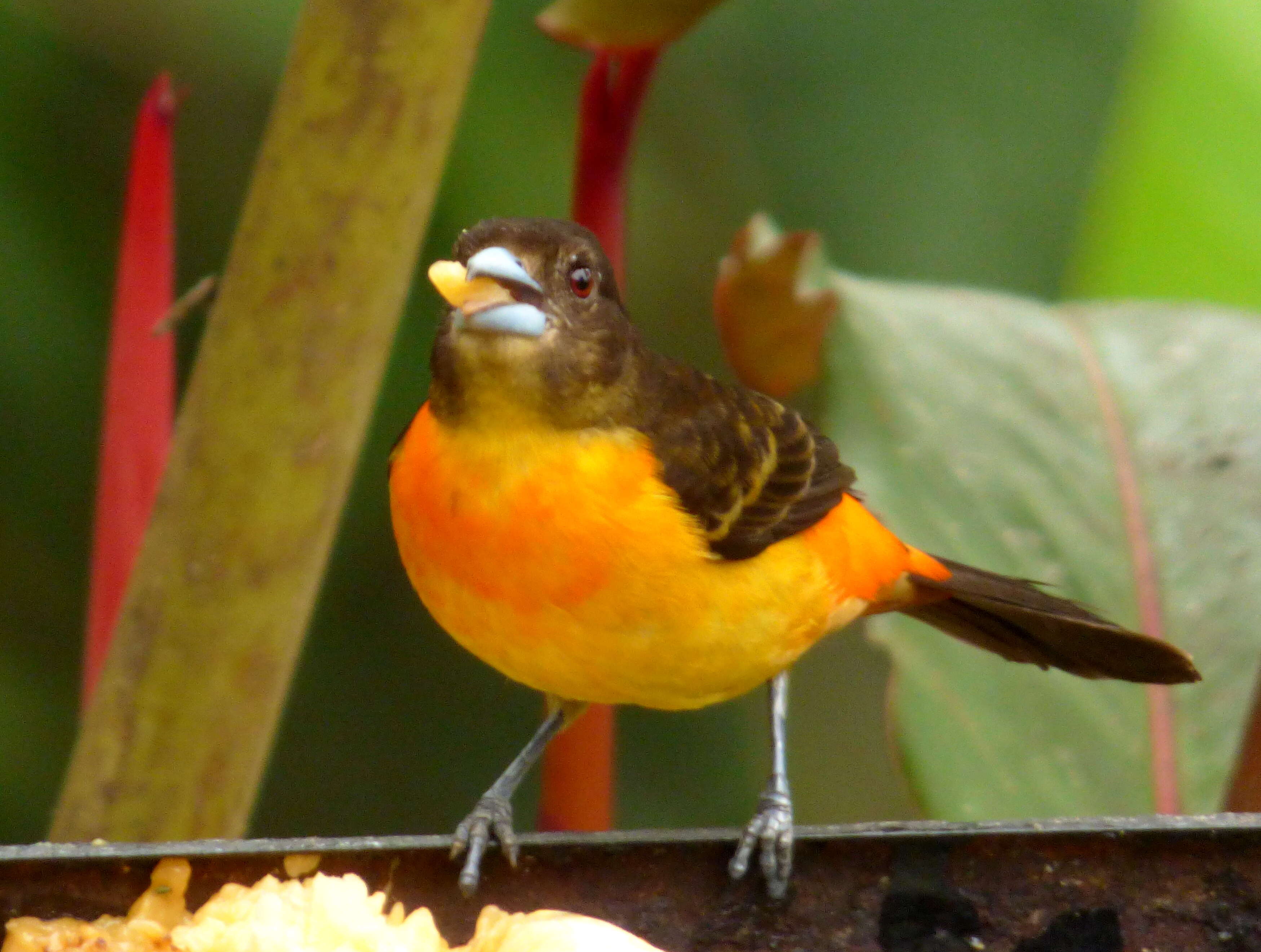 Image of Flame-rumped Tanager