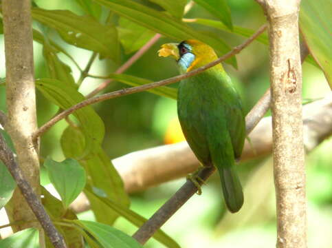 Image of Red-headed Barbet