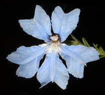 Image of Blue Lechenaultia