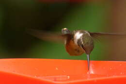 Image of Purple-throated Woodstar