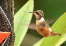 Image of Purple-throated Woodstar