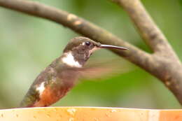 Image of Purple-throated Woodstar