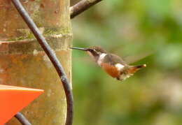 Image of Purple-throated Woodstar