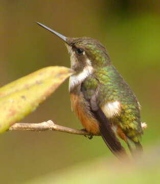 Image of Purple-throated Woodstar