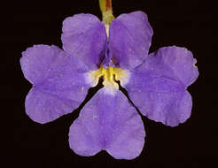 Image of Dampiera linearis R. Br.