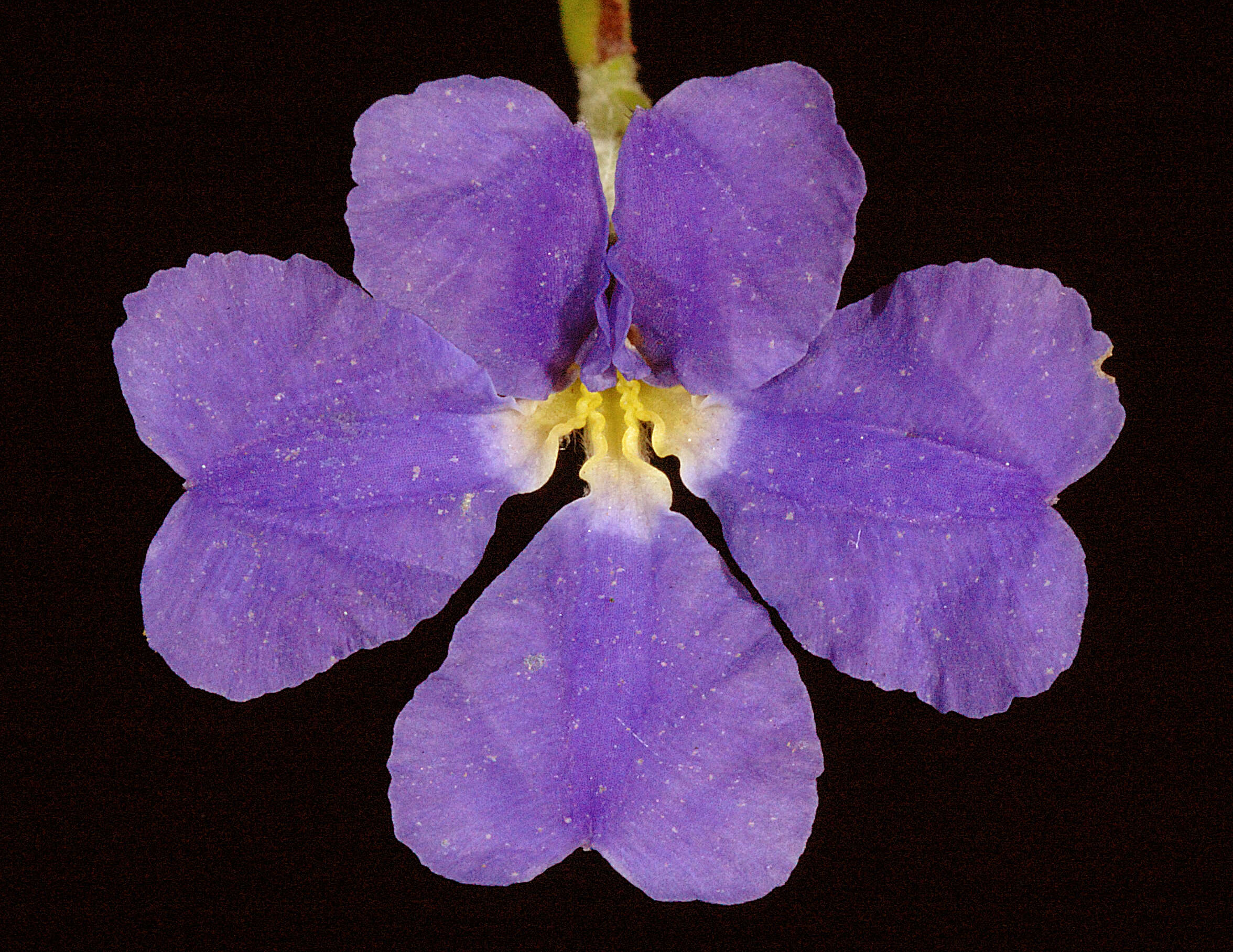 Image of Dampiera linearis R. Br.