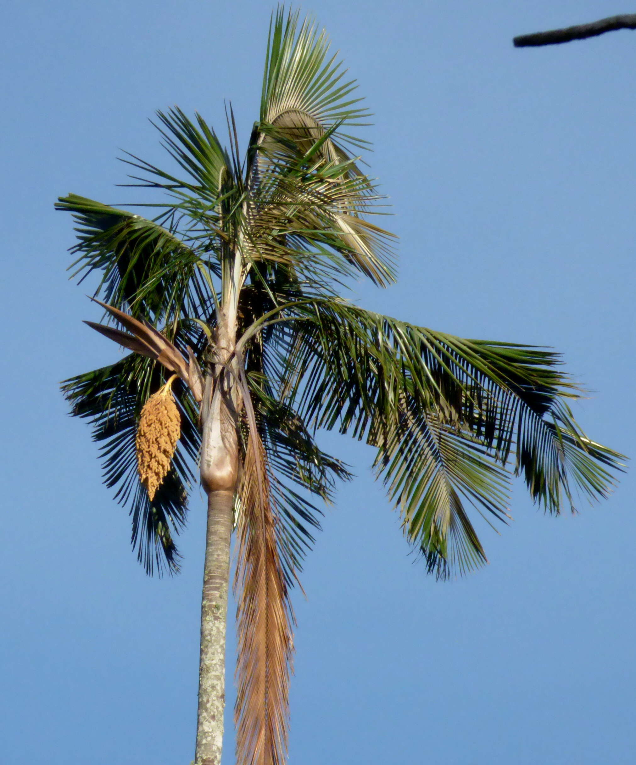 Image of Ceroxylon ceriferum (H. Karst.) Pittier