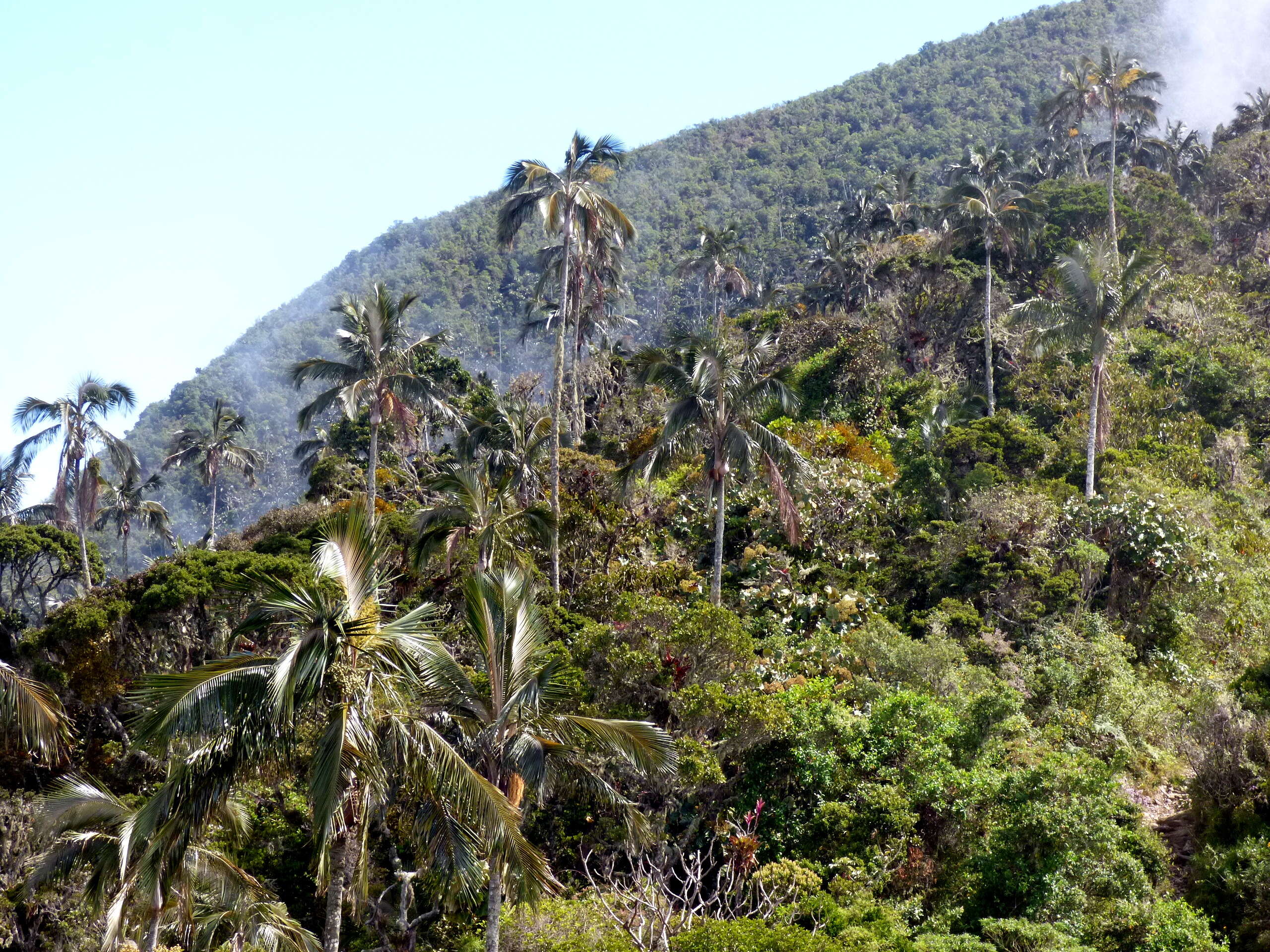 Image of Ceroxylon ceriferum (H. Karst.) Pittier