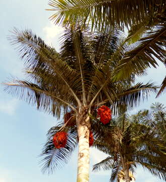 Image of wax palm