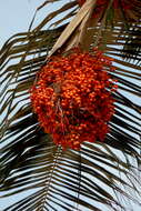 Image of wax palm