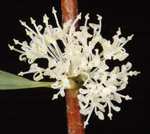 Image of Hakea undulata R. Br.