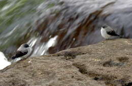 Image of Torrent Tyrannulet