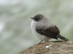 Image of Torrent Tyrannulet