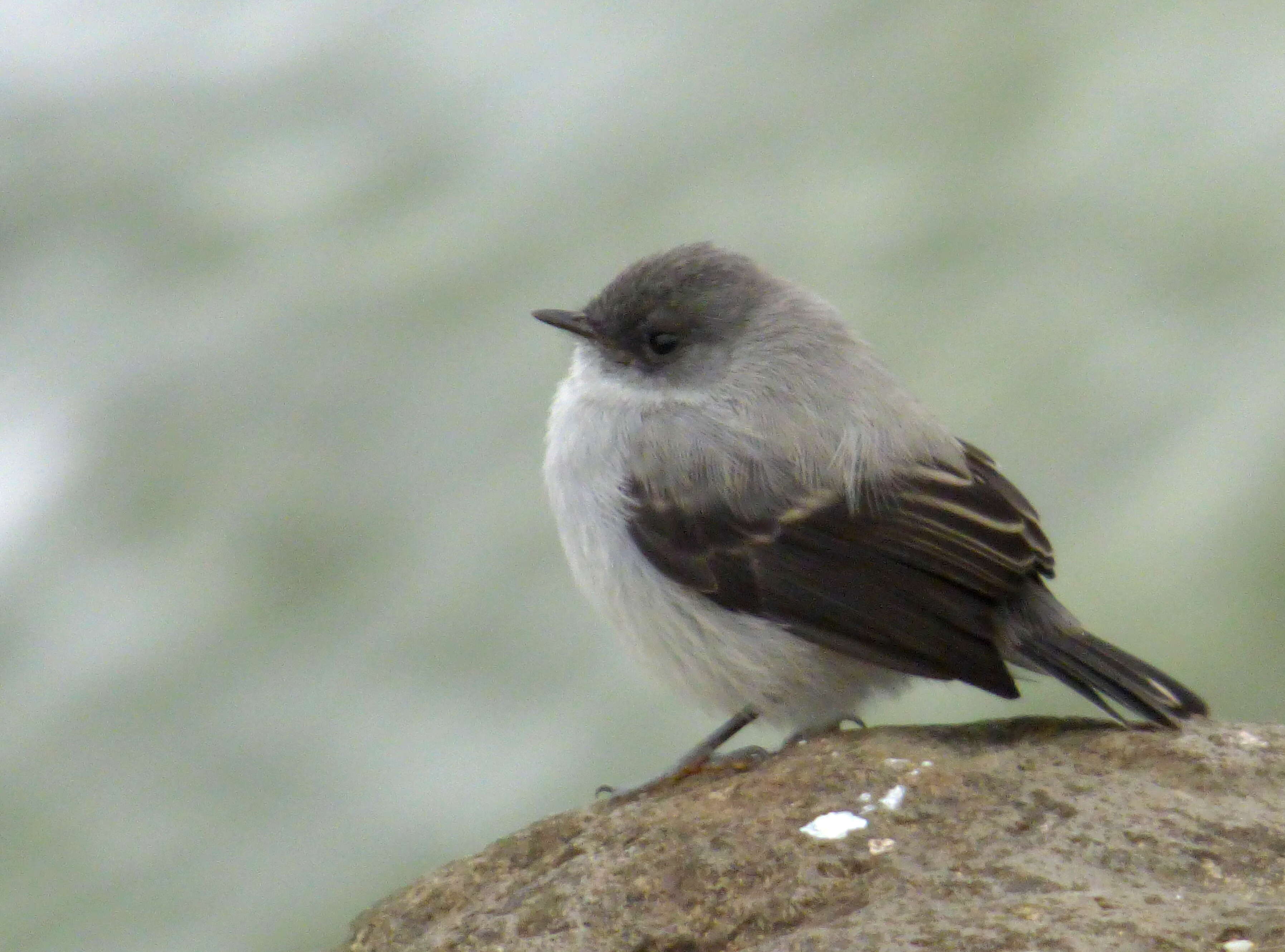 Serpophaga cinerea (Tschudi 1844)的圖片