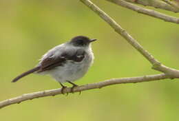 Image of Torrent Tyrannulet