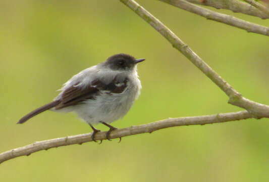 Serpophaga cinerea (Tschudi 1844)的圖片