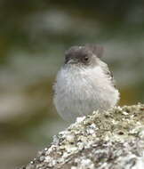 Image of Torrent Tyrannulet