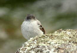 Image of Torrent Tyrannulet