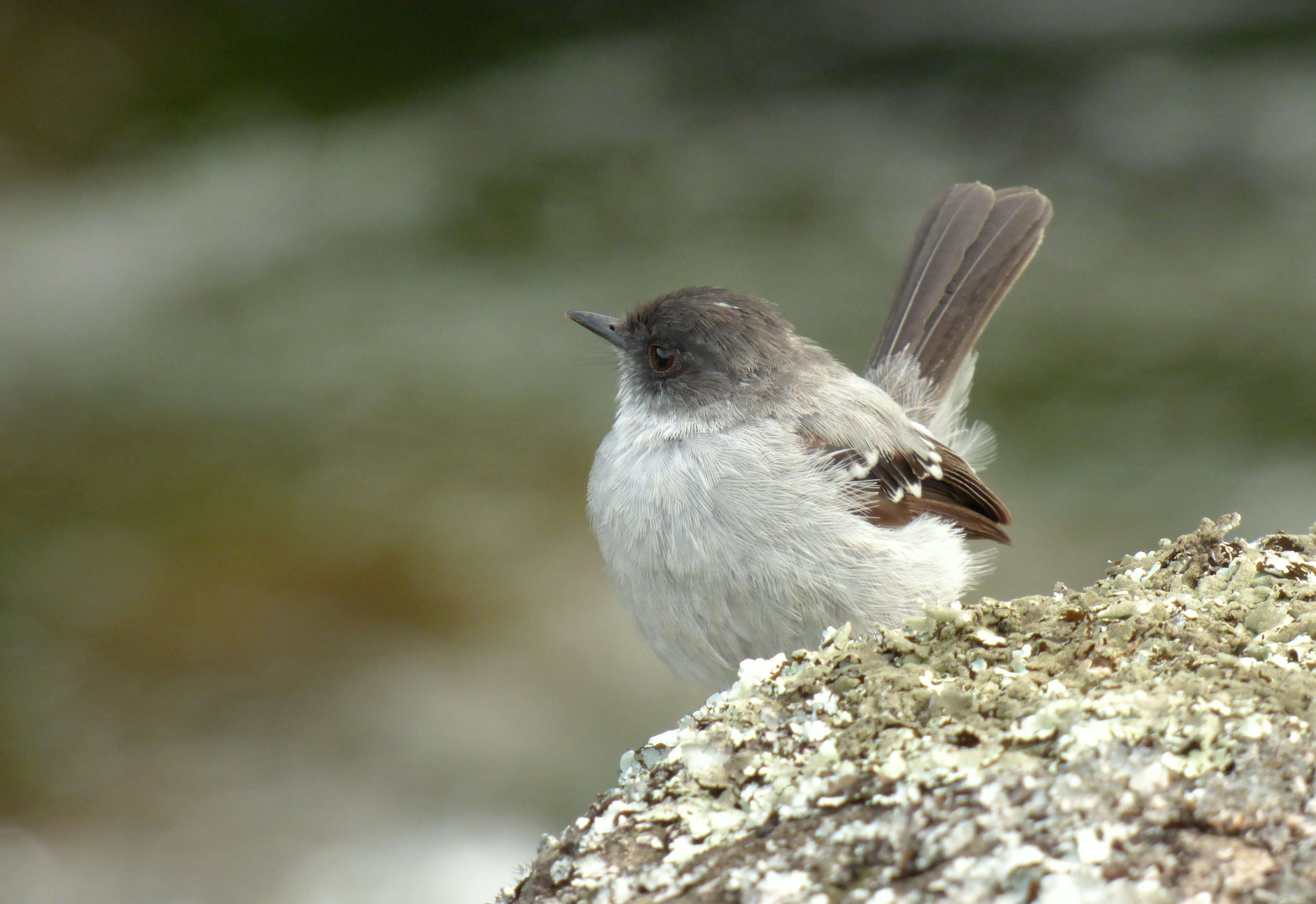 Serpophaga cinerea (Tschudi 1844)的圖片