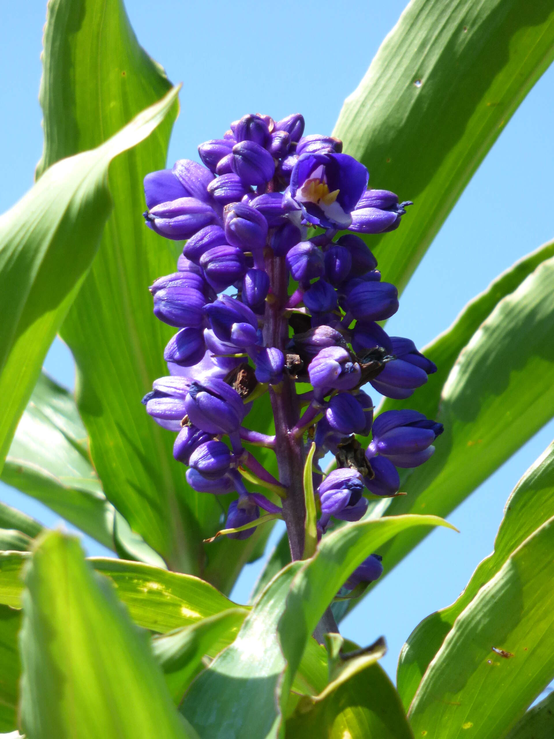 Image of Blue ginger