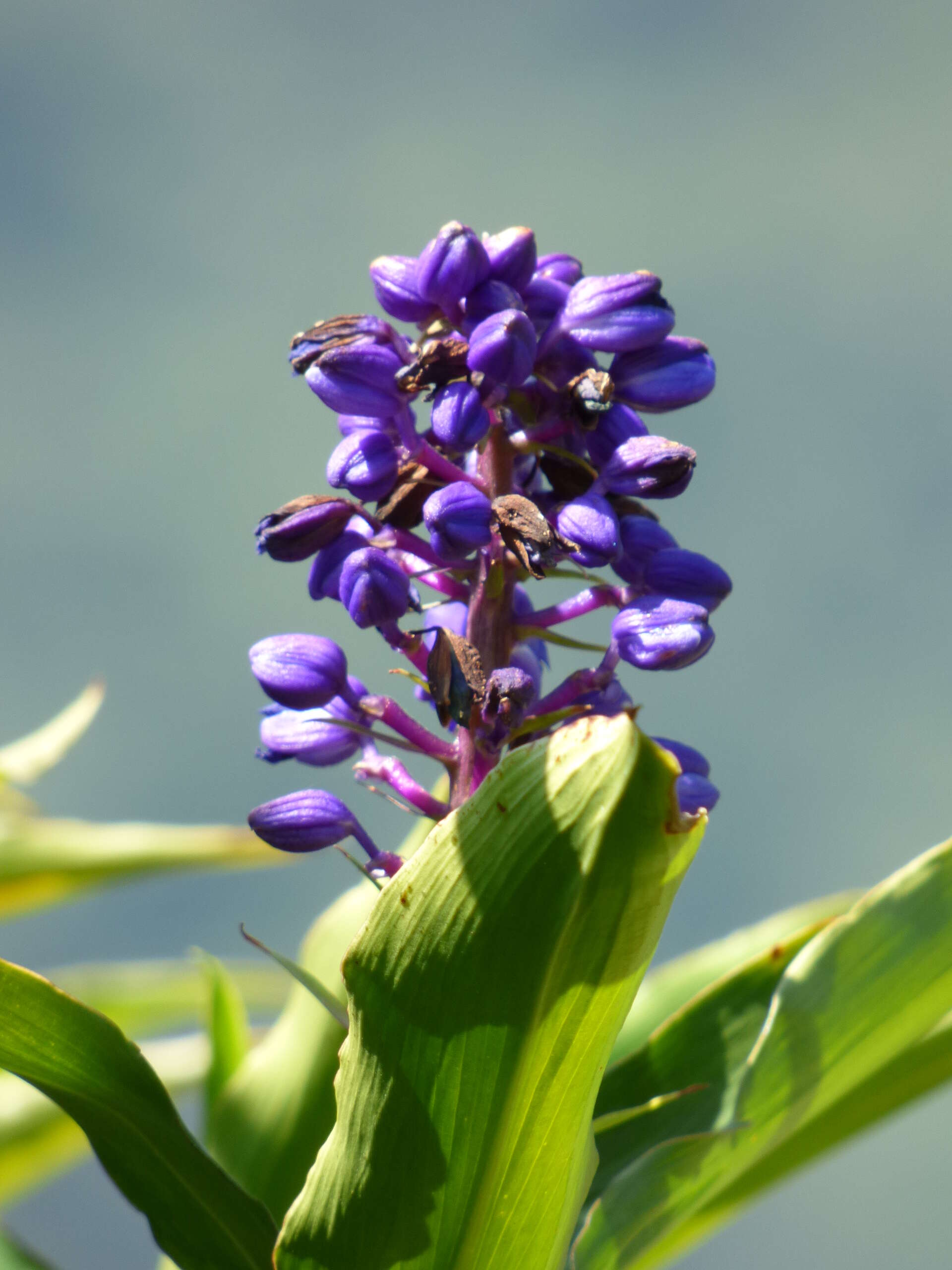 Image of Blue ginger