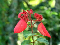 Image of red mussaenda