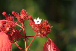 Image of red mussaenda