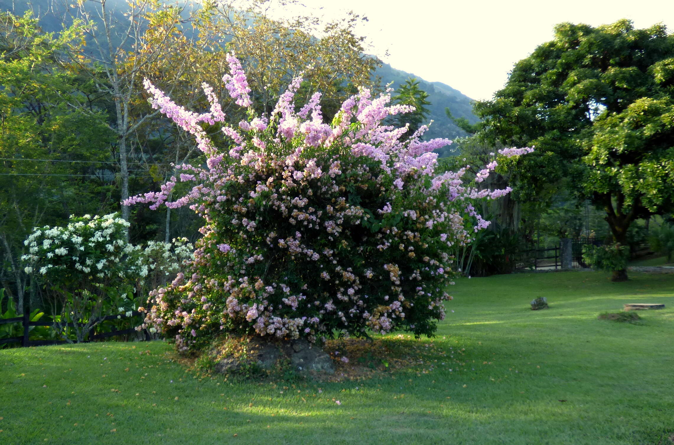 Слика од Bougainvillea glabra Choisy